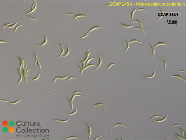 Monoraphidium contortum Monoraphidium contortum