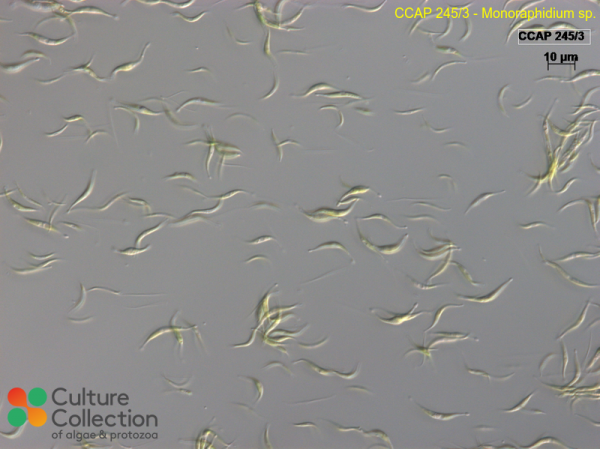Monoraphidium sp. Monoraphidium sp.