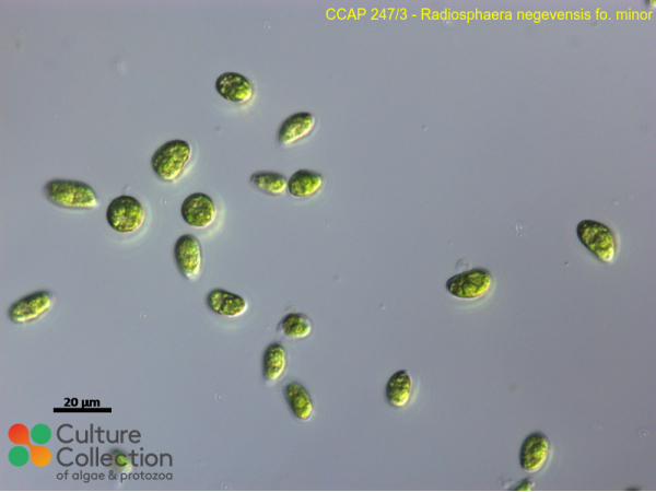 Radiosphaera negevensis fo. minor