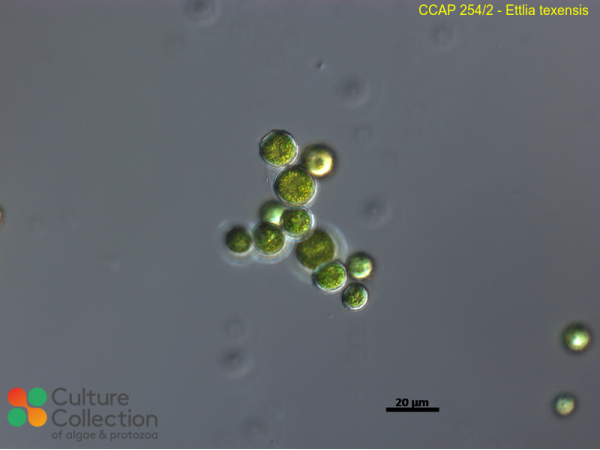 Ettlia texensis