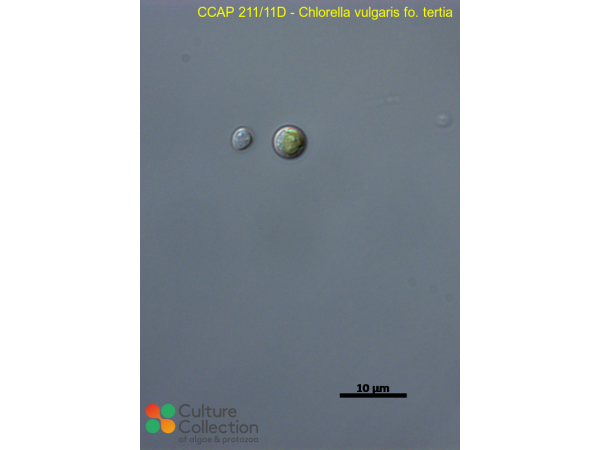 Chlorella vulgaris fo. tertia