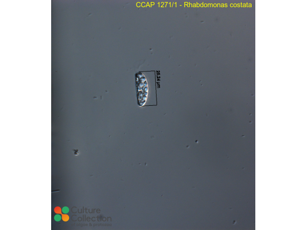 Rhabdomonas costata Rhabdomonas costata