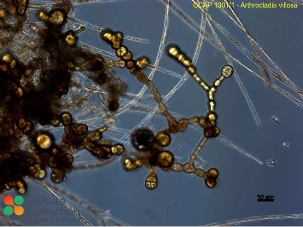 Arthrocladia villosa