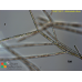 Arthrocladia villosa