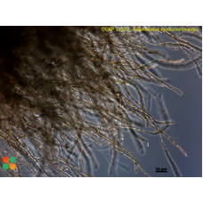 Asterocladon rhodochortonoides