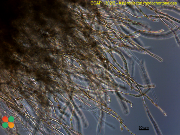 Asterocladon rhodochortonoides Asterocladon rhodochortonoides