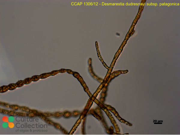Desmarestia dudresnayi sub. patagonica