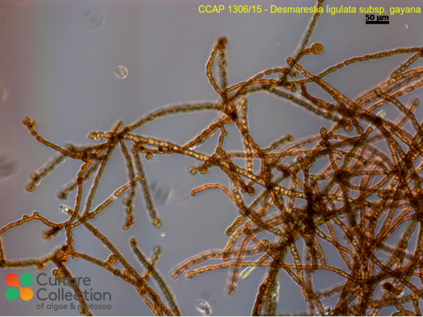 Desmarestia ligulata sub. gayana