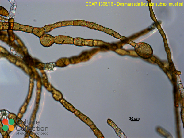 Desmarestia ligulata sub. muelleri