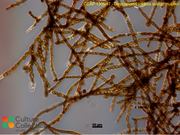 Desmarestia ligulata sub. muelleri