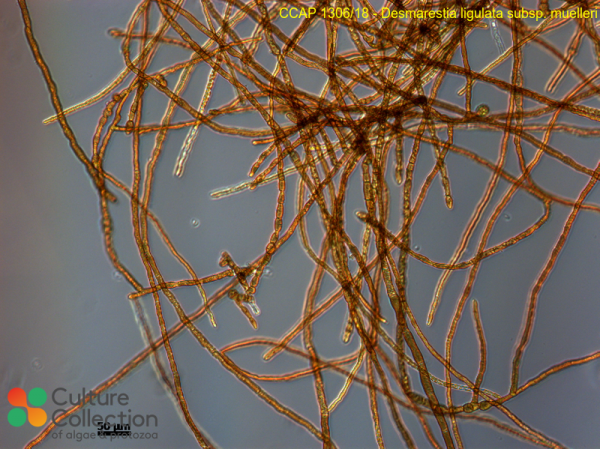 Desmarestia ligulata sub. muelleri