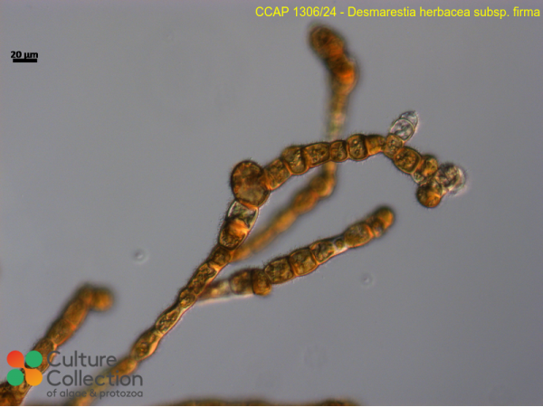 Desmarestia herbacea sub. firma