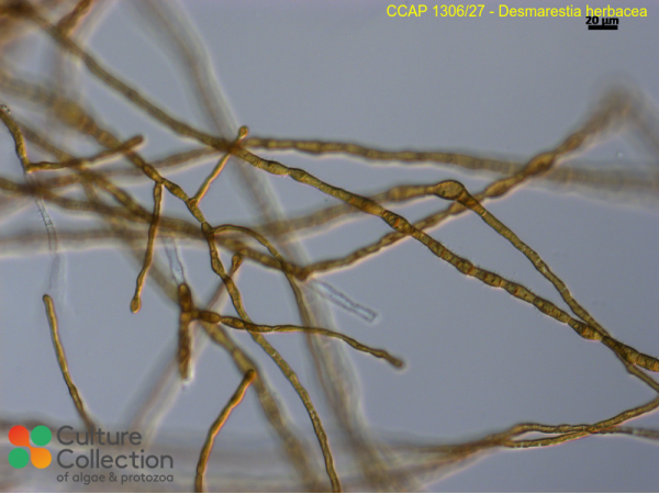 Desmarestia herbacea