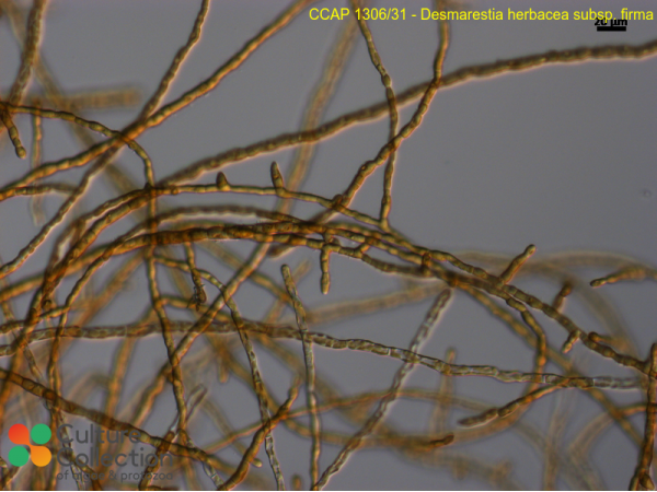 Desmarestia herbacea sub. firma