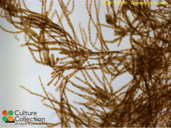 Desmarestia aculeata