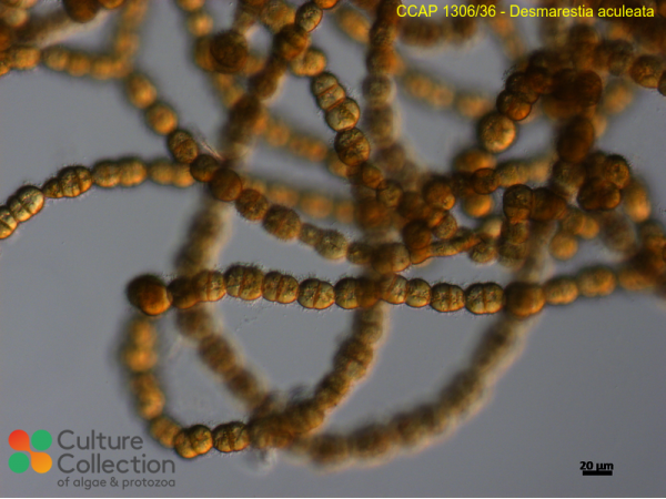 Desmarestia aculeata Desmarestia aculeata