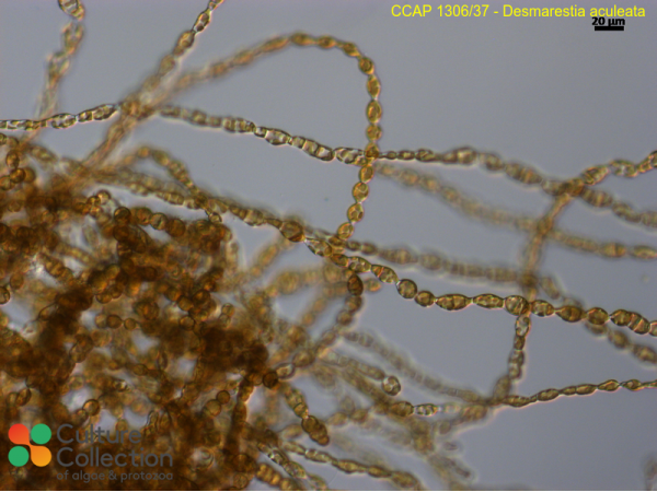 Desmarestia aculeata