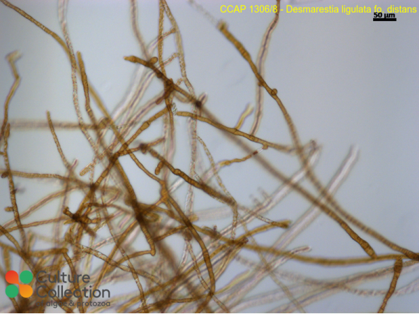 Desmarestia ligulata fo. distans