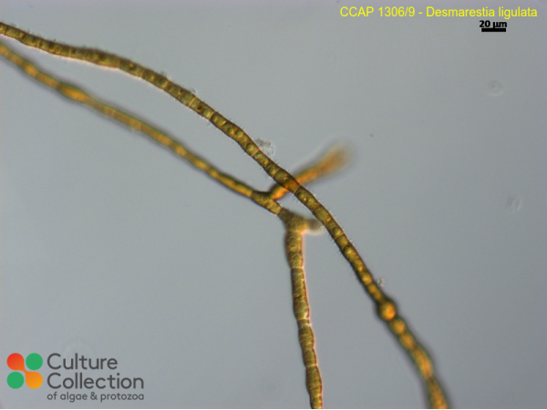 Desmarestia ligulata