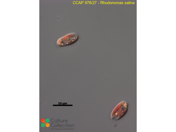 Rhodomonas salina