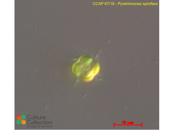 Pyramimonas spinifera