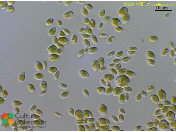 Chlorella reisiglii
