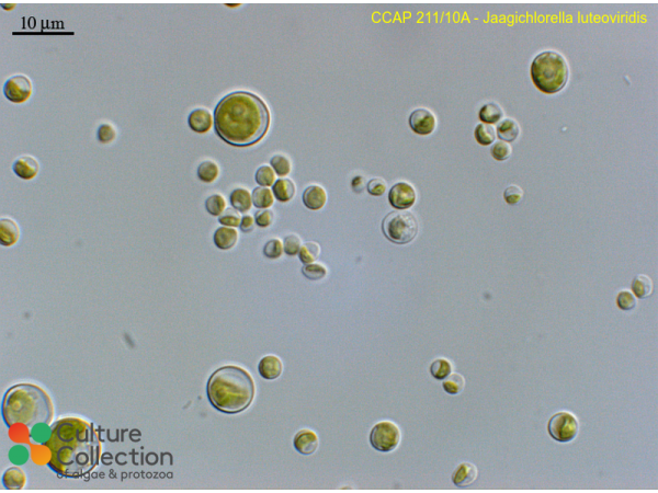 Jaagichlorella luteoviridis