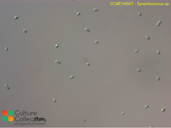 Synechococcus sp.