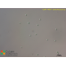 Synechococcus sp.