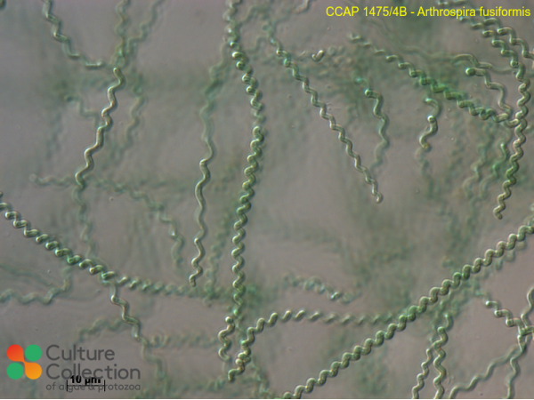 Limnospira fusiformis Limnospira fusiformis