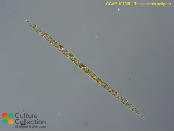 Rhizosolenia setigera