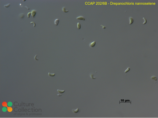 Drepanochloris nannoselene