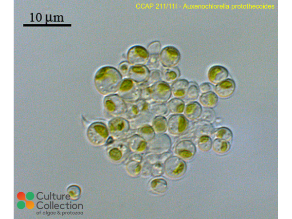 Auxenochlorella protothecoides