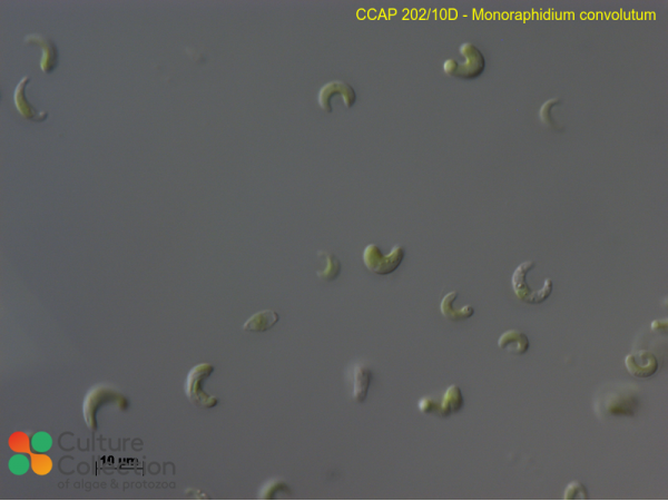 Monoraphidium convolutum