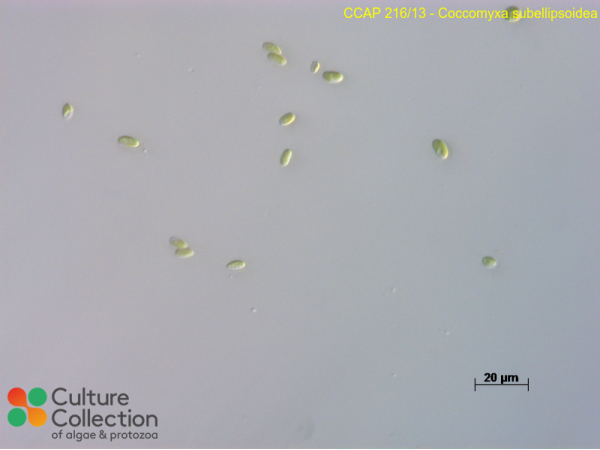 Coccomyxa subellipsoidea