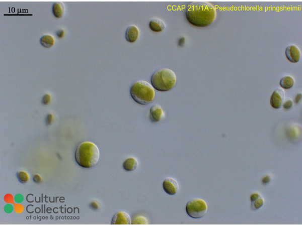 Pseudochlorella pringsheimii