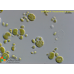Pseudochlorella pringsheimii