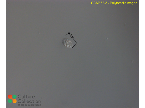 Polytomella magna Polytomella magna