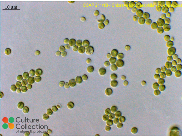 Chlorella saccharophila var. ellipsoidea