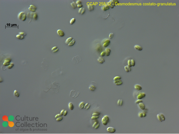 Desmodesmus costato-granulatus