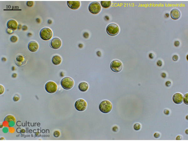 Jaagichlorella luteoviridis
