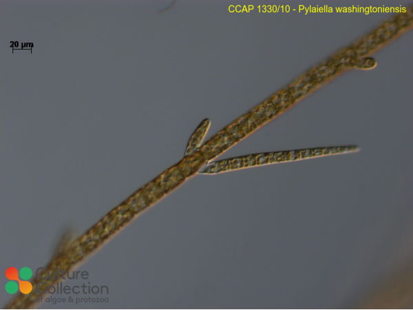 Pylaiella washingtoniensis