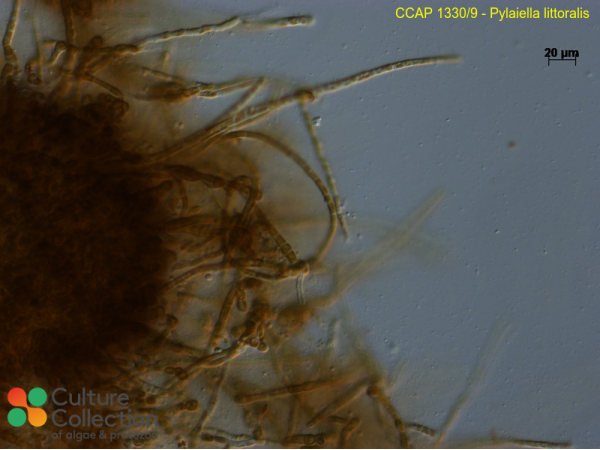 Pylaiella littoralis