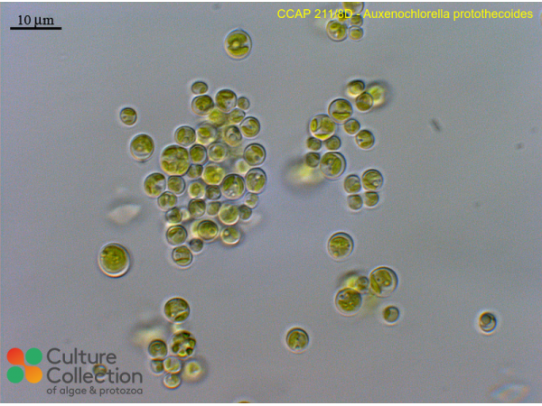 Auxenochlorella protothecoides