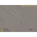 Naegleria neochilensis