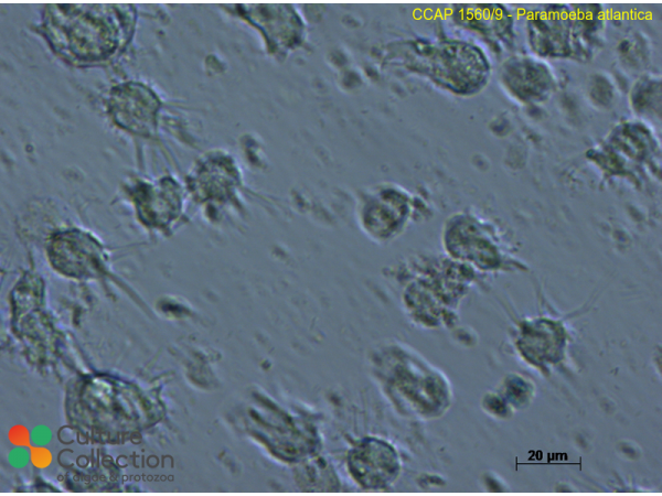 Paramoeba atlantica