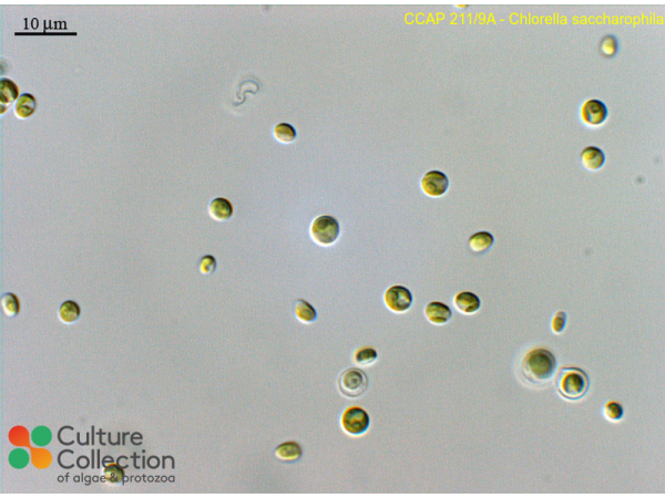 Chlorella saccharophila