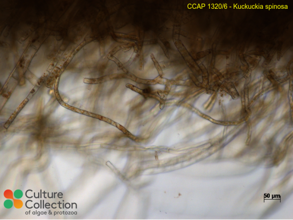 Kuckuckia spinosa