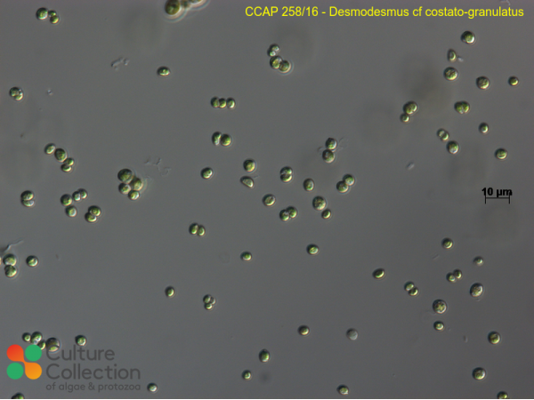Desmodesmus cf costato-granulatus