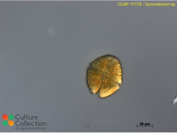 Levanderina fissa